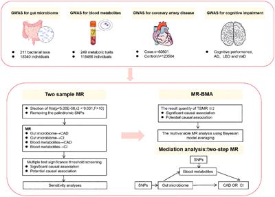 Gut microbiota in combination with blood metabolites reveals characteristics of the disease cluster of coronary artery disease and cognitive impairment: a Mendelian randomization study